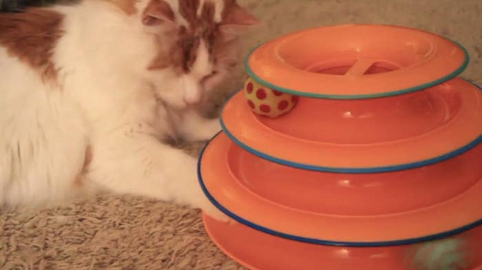 A white and orange long-haired cat pawing at the three-tier track toy with moving balls
