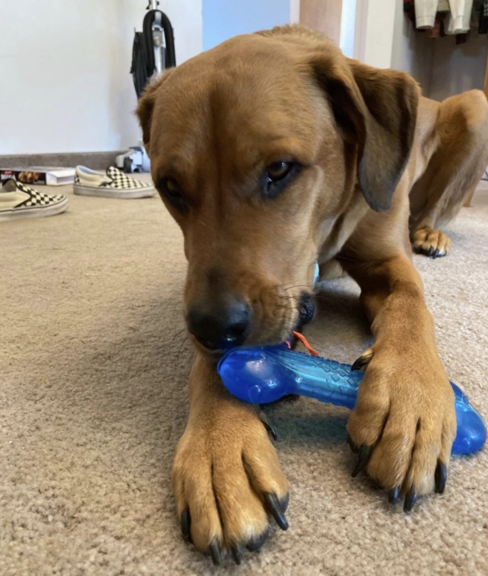 best toys to tire out a puppy