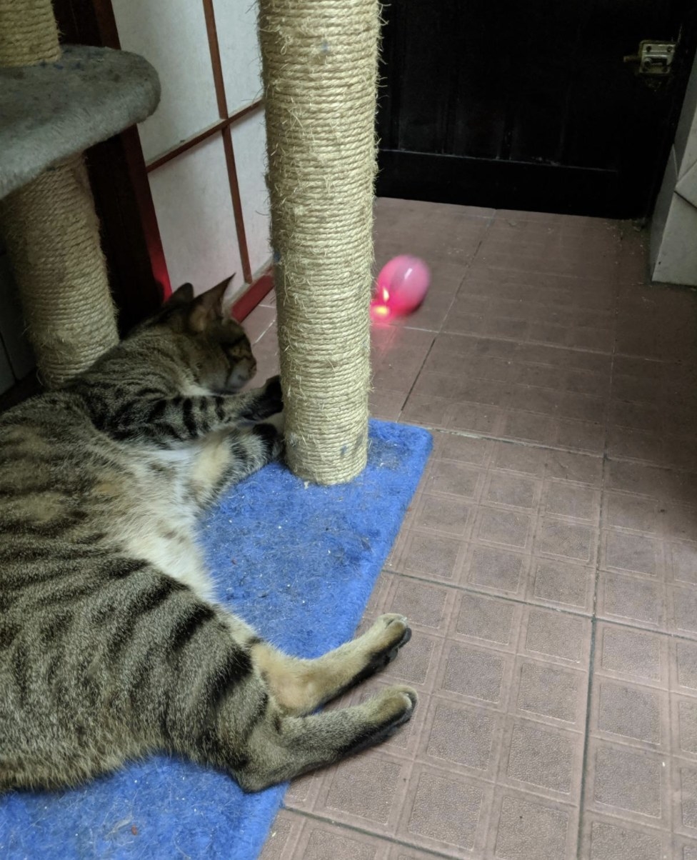 Cat laying on a scratch post base staring at the self-rotating ball with LED lights