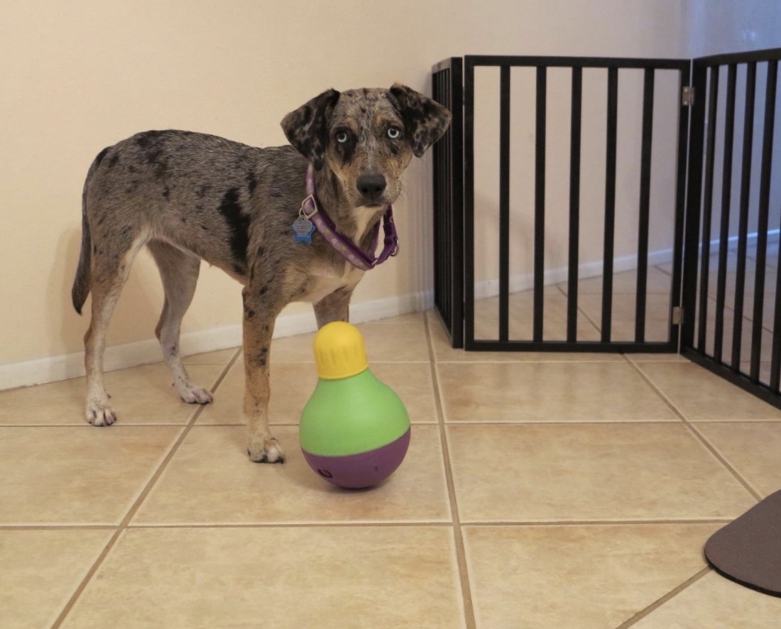 Brown dog standing next to a bobbing treat dispenser