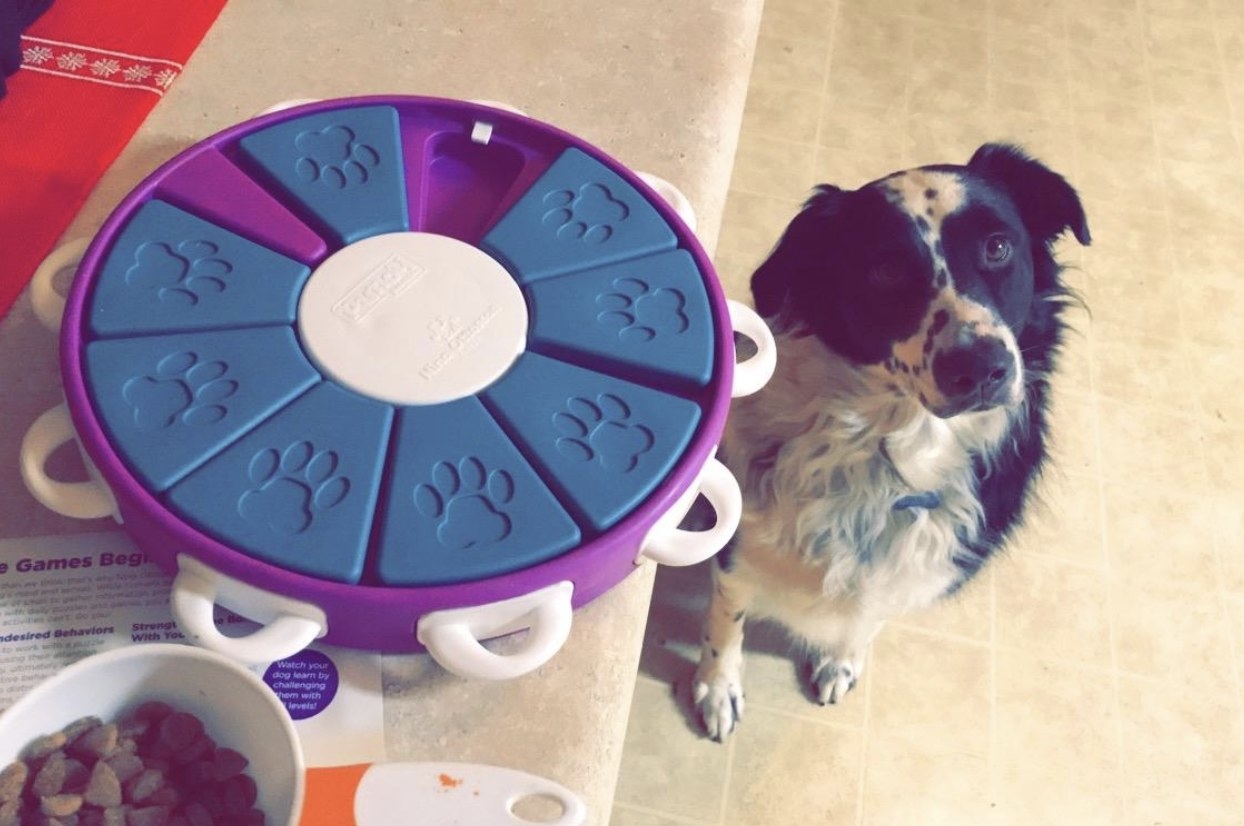 Border collie sitting and staring that the camera next to a blue and purple interactive treat-dispensing toy