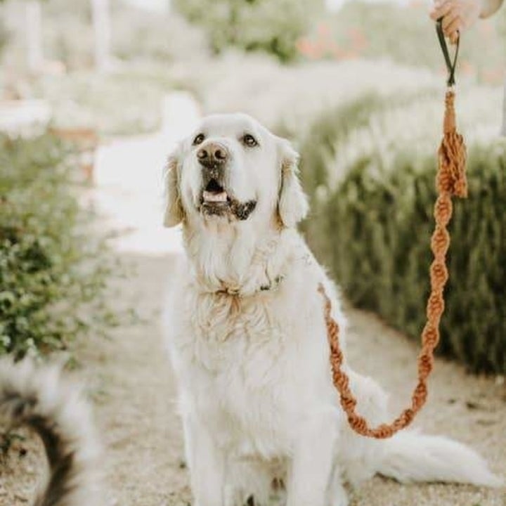 Product photo showing mustard macrame leash attached to a dog's collar on a walk 