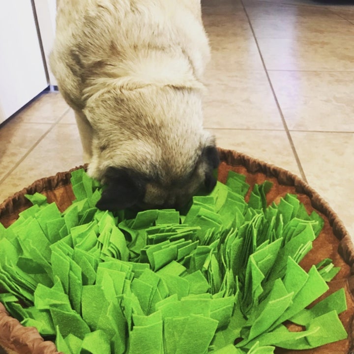 21 Products From Amazon To Help Tire Out Energetic Pets