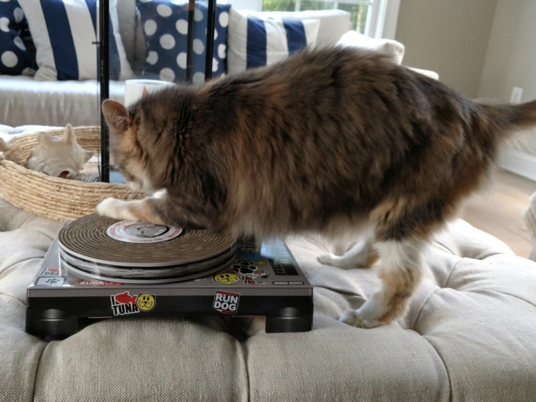 Cat scratching the cardboard turntable