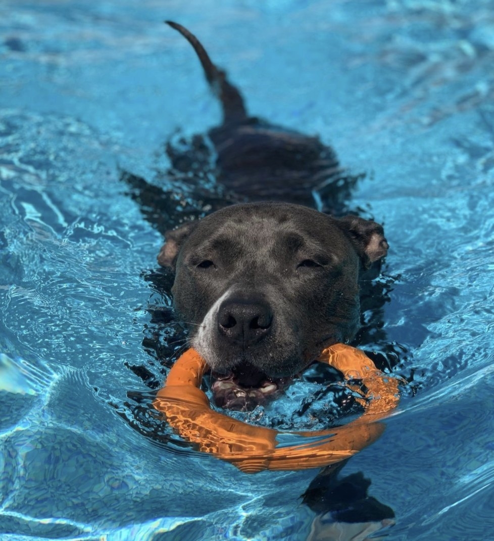 Black dog swimming in a pool with the frisbee ring in its mouth