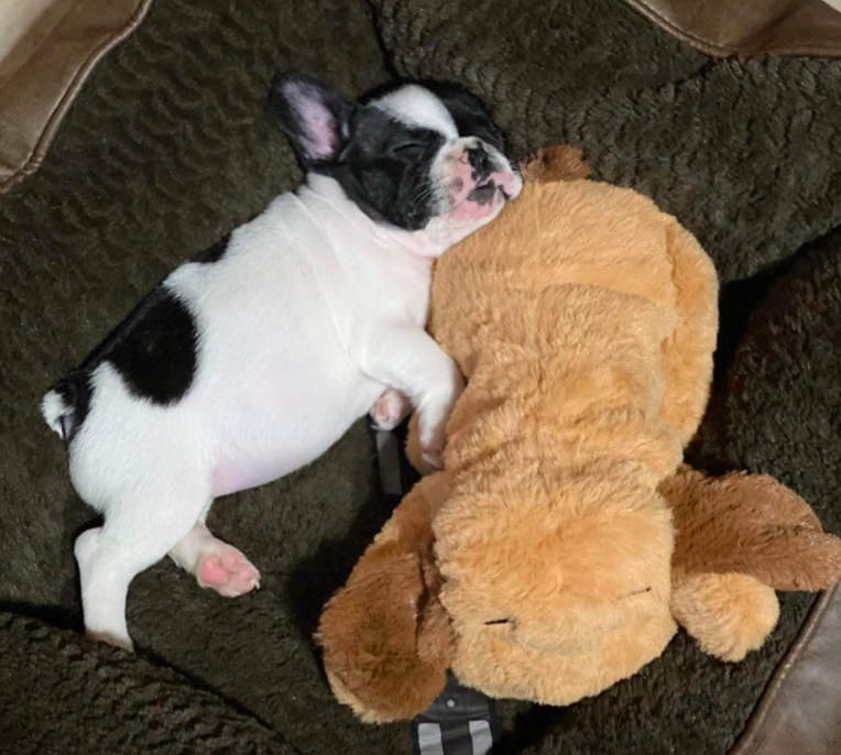 Reviewer Photo: Puppy snuggling with snuggle puppy