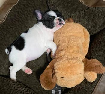 reviewer's small puppy cuddling with its SmartPetLove snuggle puppy