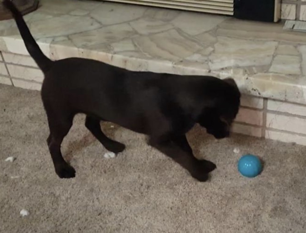 Black lab puppy playing with a blue talking ball