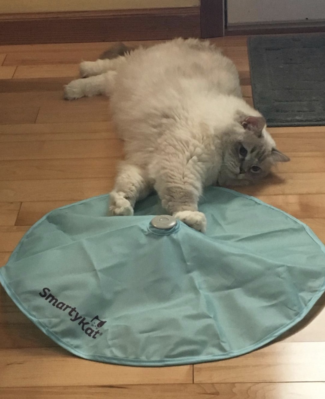 Cat laying on the ground with their paws on the concealed motion toy mat