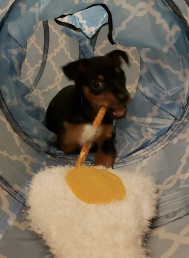 Chihuahua puppy chewing on a treat inside the blue crinkly tunnel