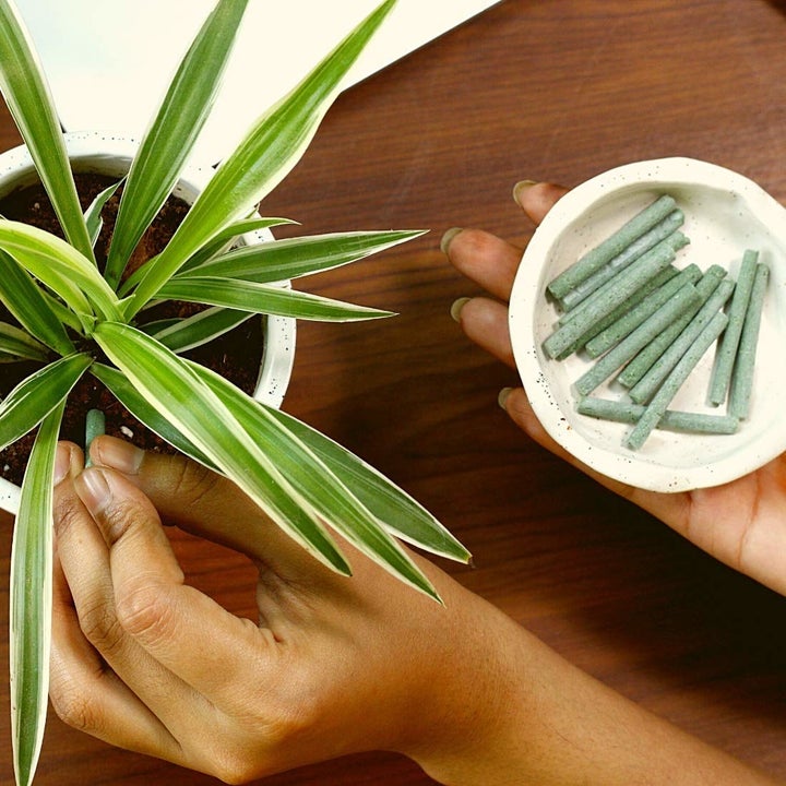 A person inserting one of the fertiliser sticks into a plant pot.