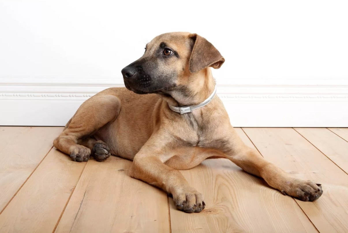 Dog wearing the reflective silver-gray collar.