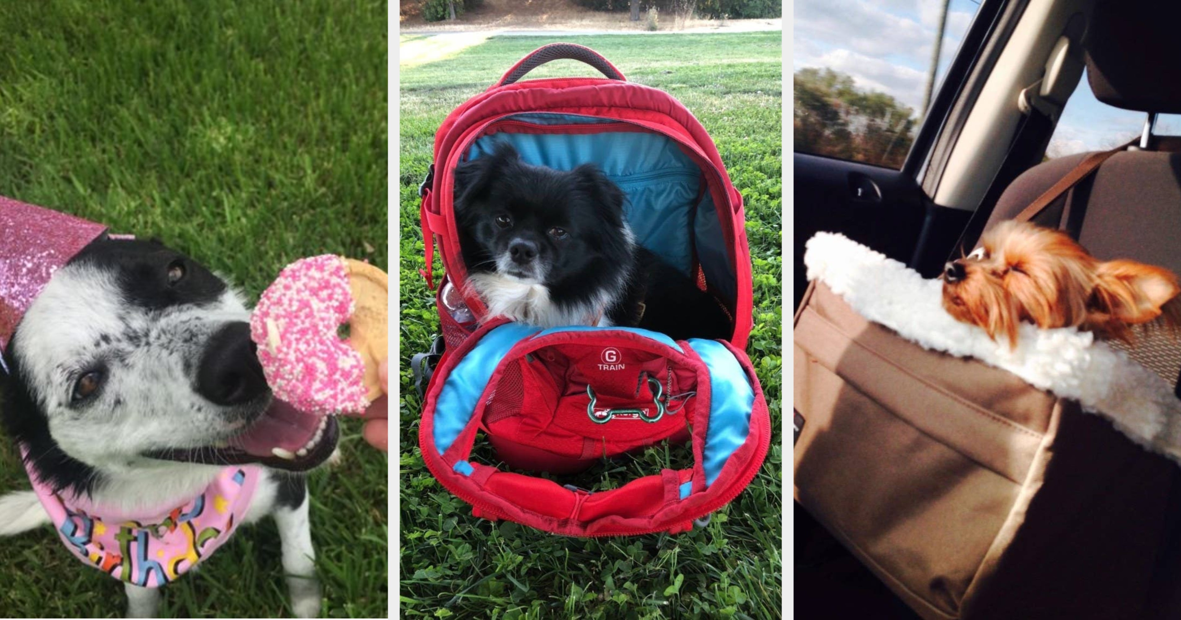 21 Pet Products From Amazon For Anyone Who Basically Considers Their ...