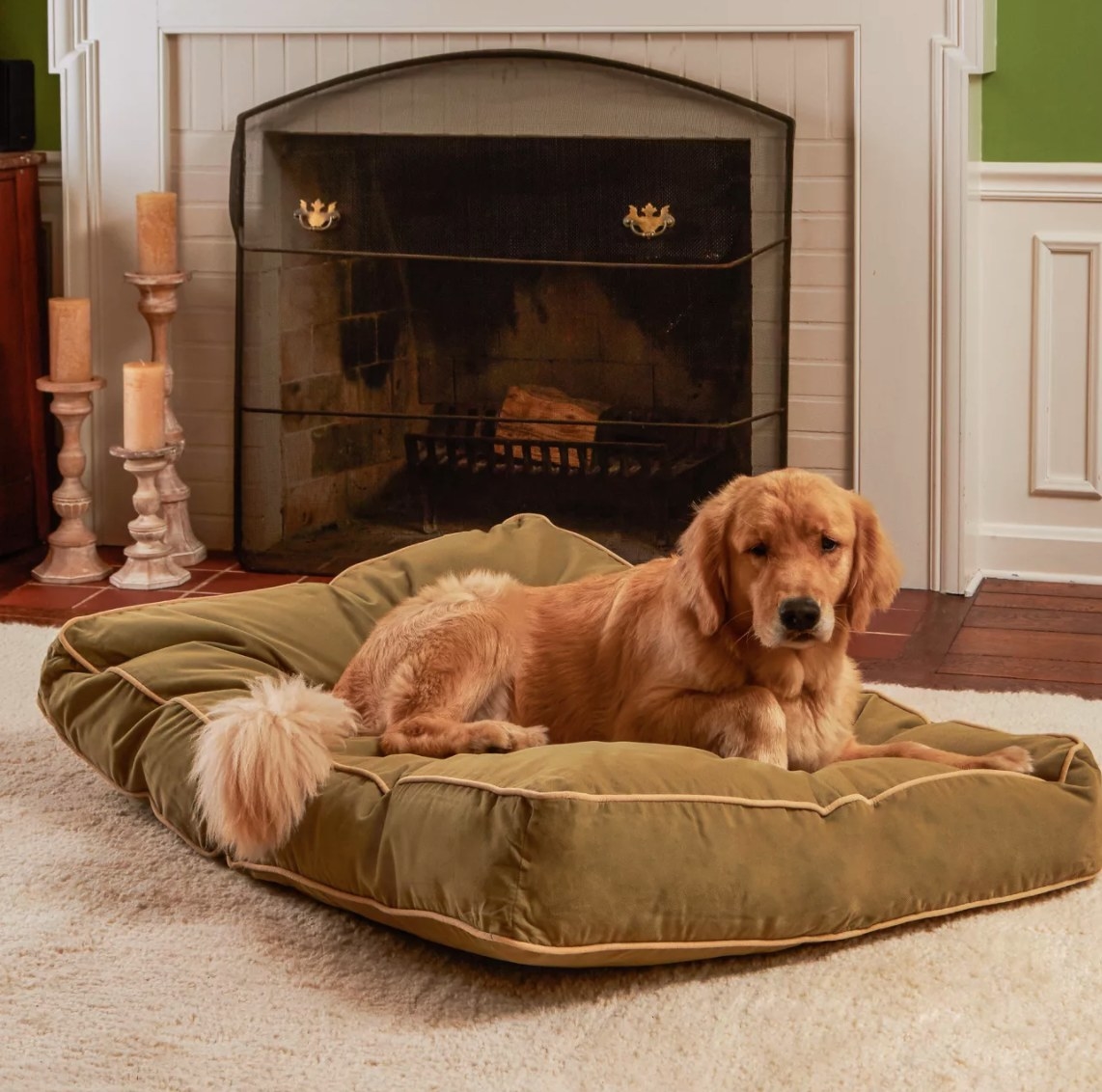 Golden retriever sitting on the green velvet bed.