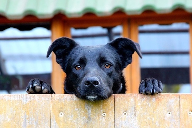 庭の柵に愛犬用の 顔ハメパネル を製作 ご近所さんから大評判