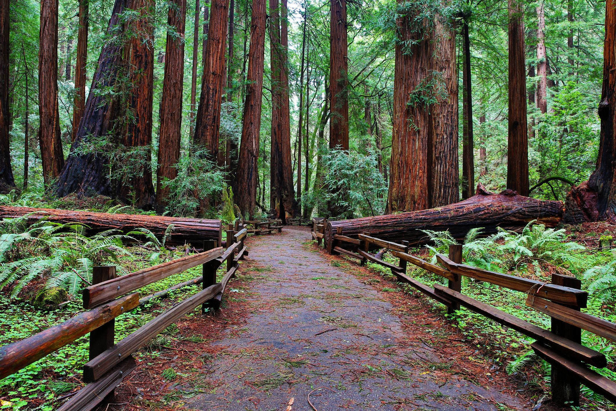 A walkway surrounded by towering redwood trees.