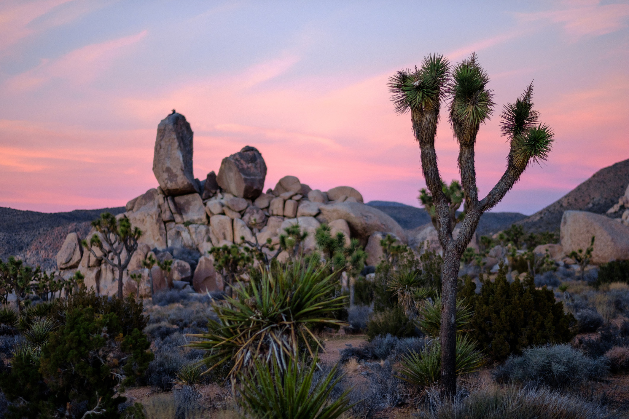 A sunset desert oasis with rocks and cactuses.