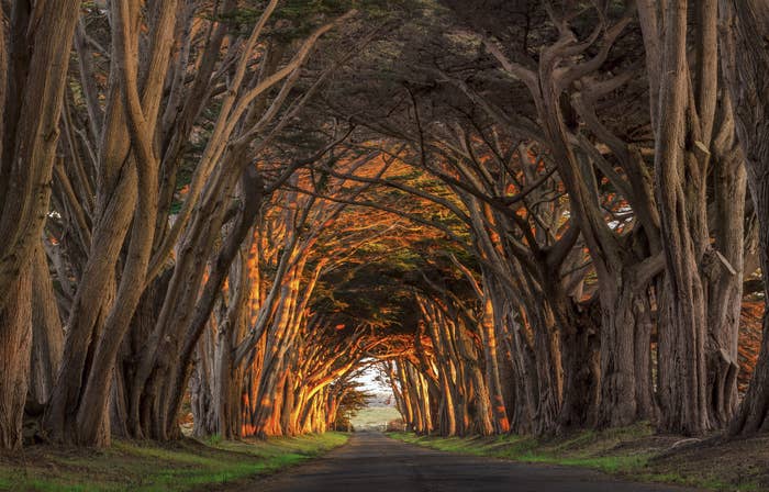 A drive-thru tunnel made of towering cypress trees that curve in.