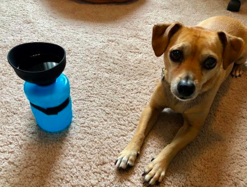 Reviewer photo showing a dog laying next to their dog water bottle 