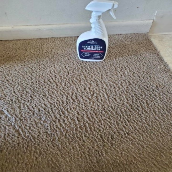 carpet without stain after using the stain remover 