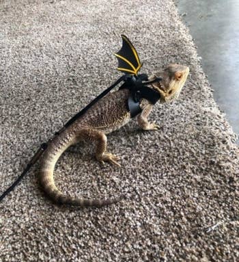 a reviewer photo of their bearded dragon wearing the leash inside