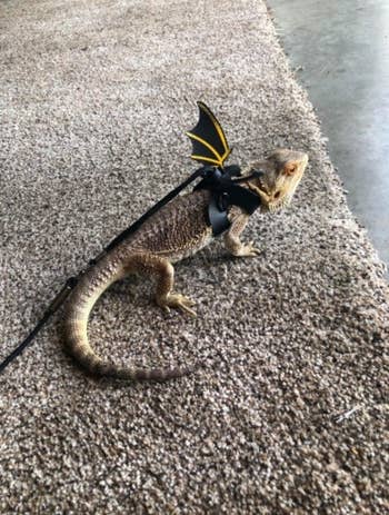 lizard with a leash that has wings on it