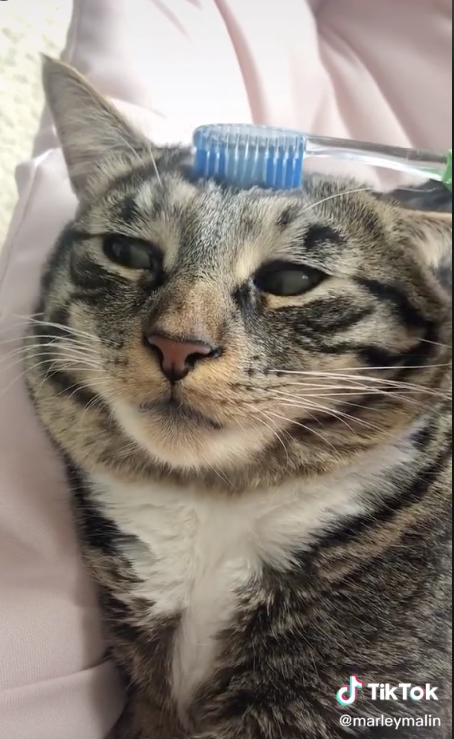 A cat looking totally serene as it&#x27;s pet by the toothbrush.