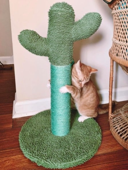cat scratching a cactus scratching post