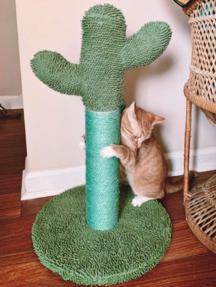 cat scratching a cactus scratching post