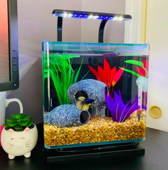 fish tank with LED light on top