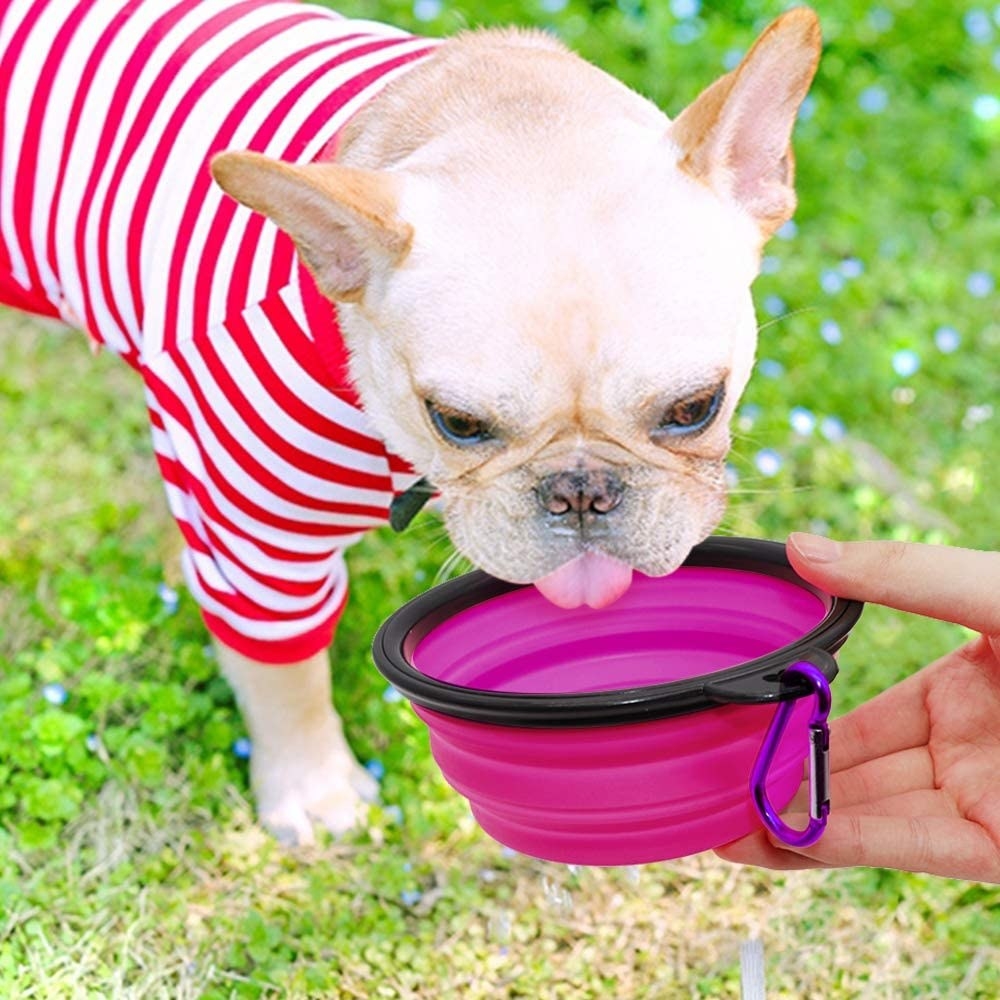 dog sipping out of a pink collapsible water dog bowl