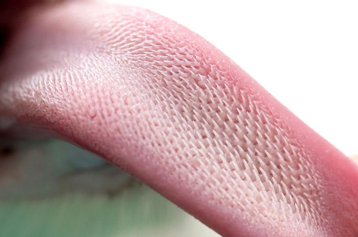 Closeup of a cat&#x27;s tongue, with hundreds of hook-like spikes