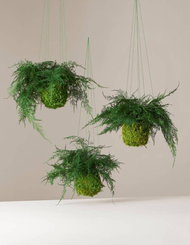Round moss ball with fern leaves spreading from the top, includes hanging strings