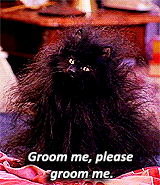 Salem from sabrina the teenage witch with crazy, matted fur saying, &quot;groom me, please, groom me&quot;