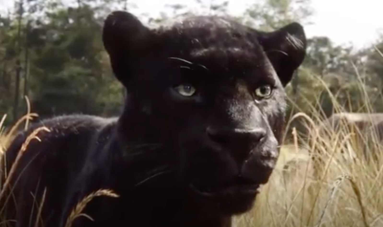 Bagheera in &quot;The Jungle Book.&quot;