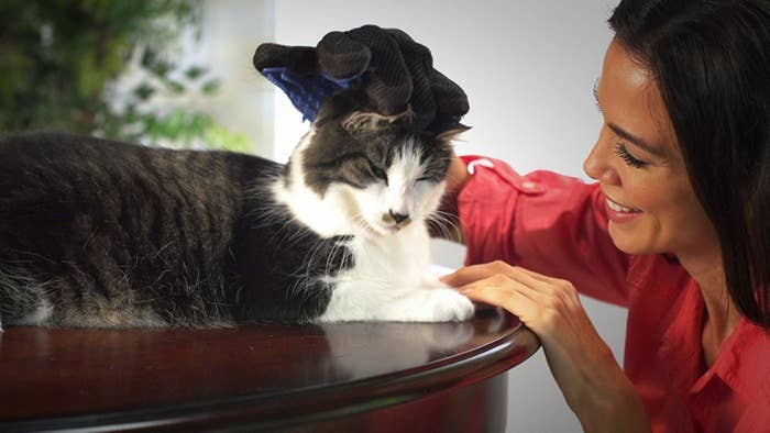 A woman grooming a cat with the brush