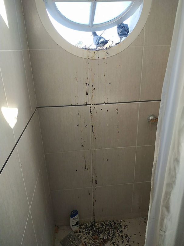 pigeons pooping all over a bathroom
