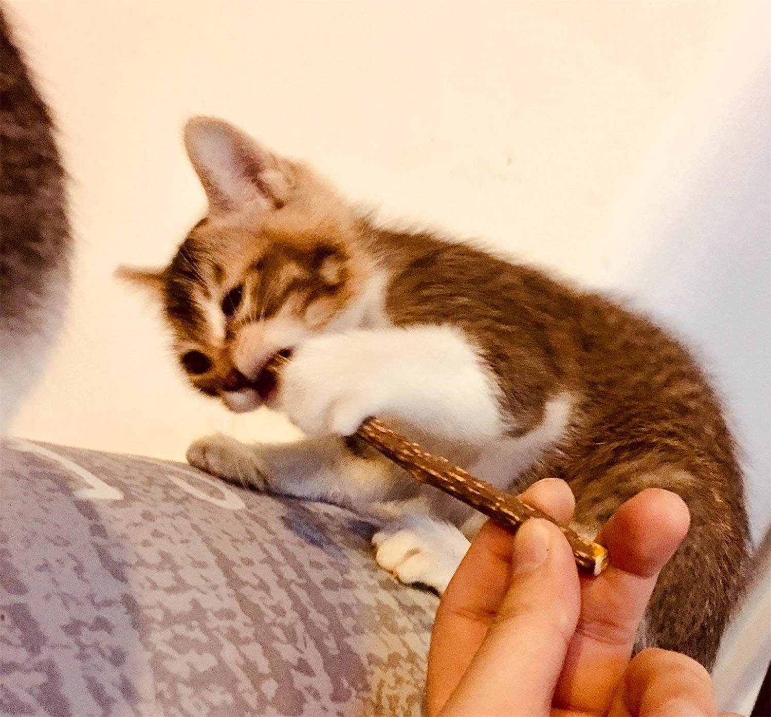 A kitten chewing on a chew stick held by a human hand.