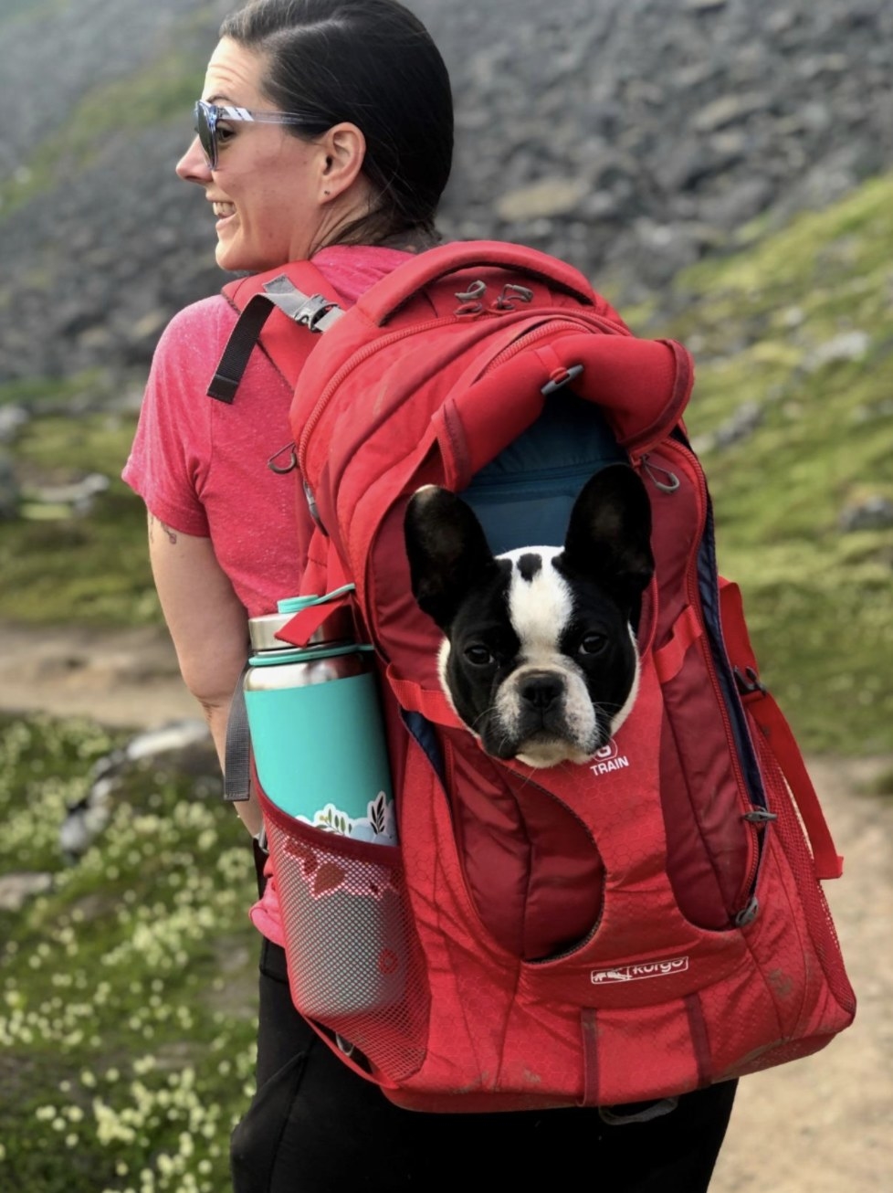 Review: Sleepypod Air In-Cabin Dog Carrier Bag • Where's The Frenchie?
