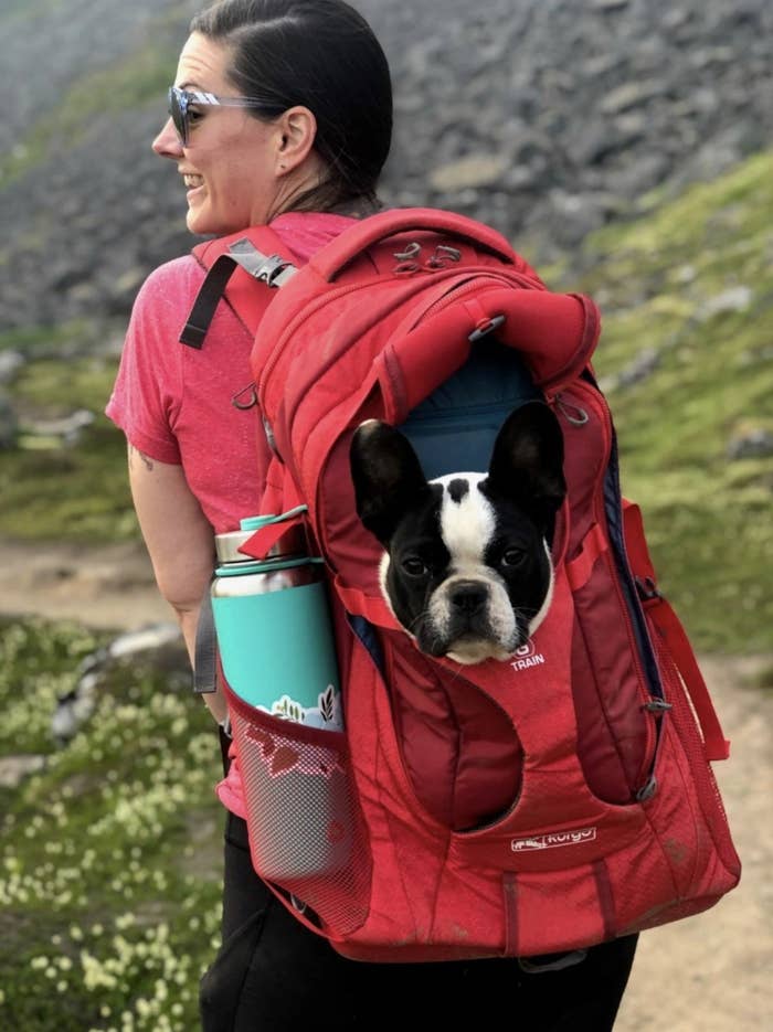 A french bulldog sits in a red dog carrier backpack during a hike