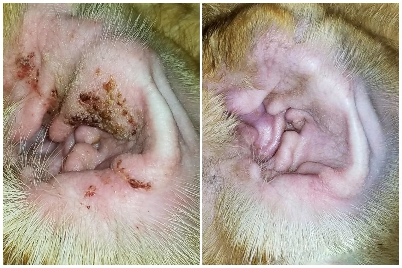 A pet&#x27;s ear with a red, crusty infection looking clean and infection-free after product use