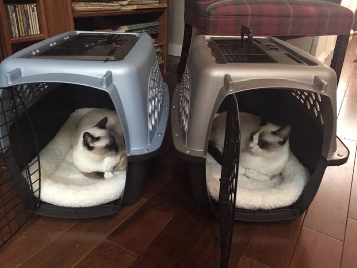 Two cats are napping in separate pet carriers on plush bedding