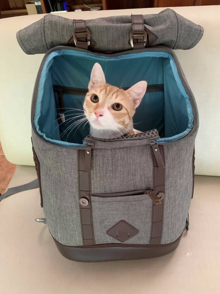 A cat sits inside a grey rucksack carrier bag