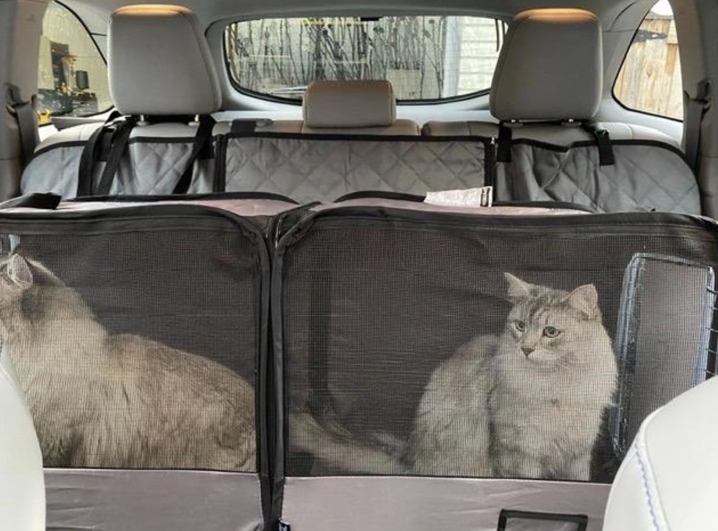 Two cats are sitting in a pet tube kennel in the backseat of a car