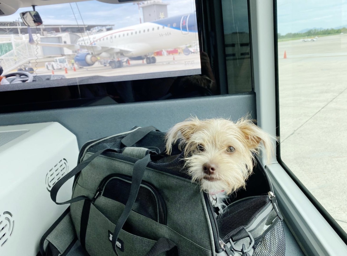 A dog is sitting inside a soft-sided pet carrier at a terminal at an airport with its head out of the bag