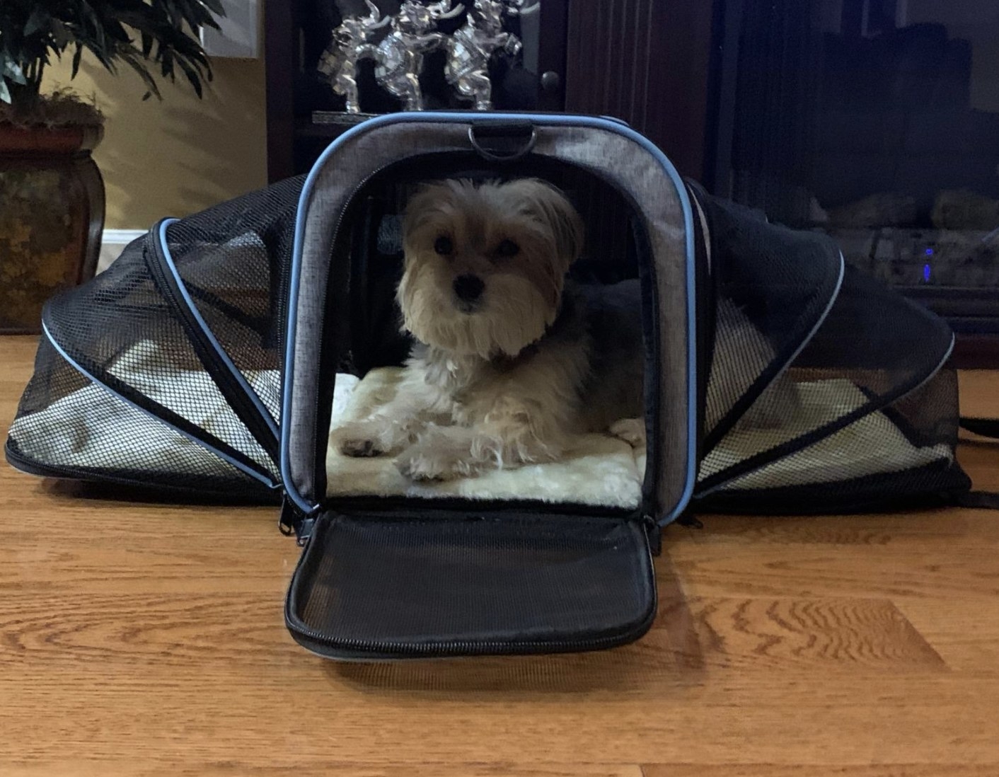 A small dog sits inside a pet carrier with two expandable sides for extra space