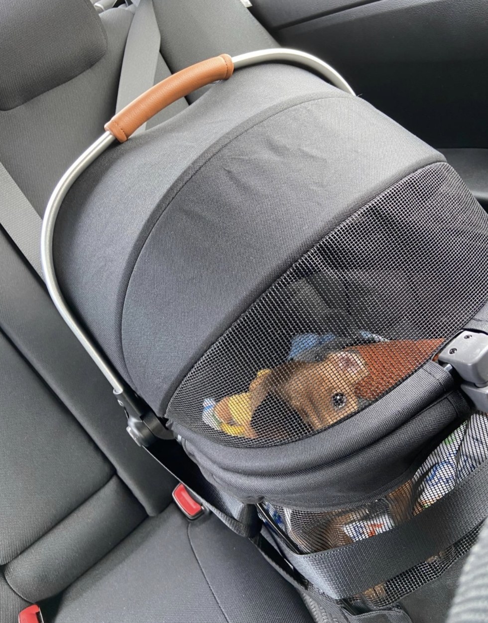 A dachshund sits inside a pet car carrier buckled into the backseat of a car