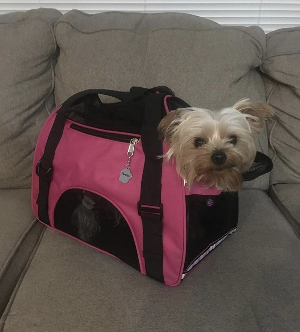 A small yorkie is sitting inside a hot pink carrier with its head popping out one of the openings