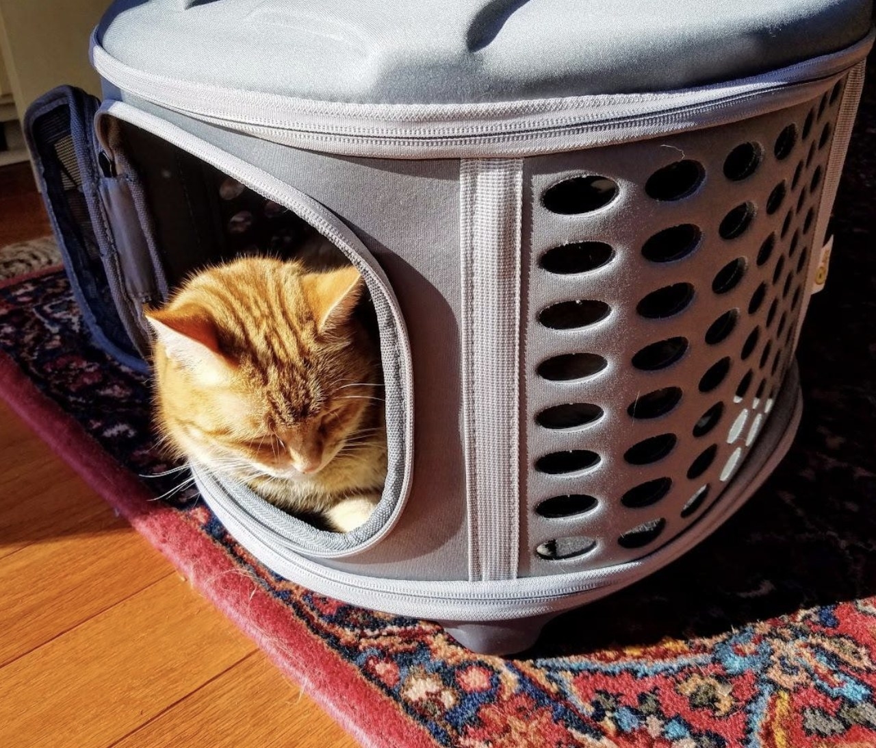 An orange cat naps inside a hardcover carrier with the side door open and their head sticking out