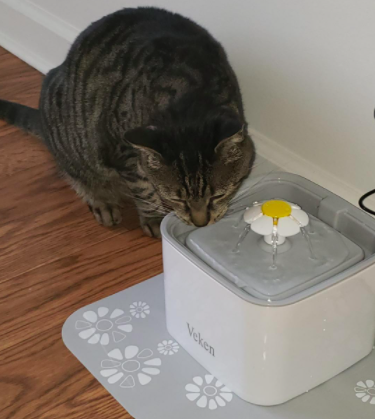 Reviewer photo showing a cat drinking from the automatic water fountain 